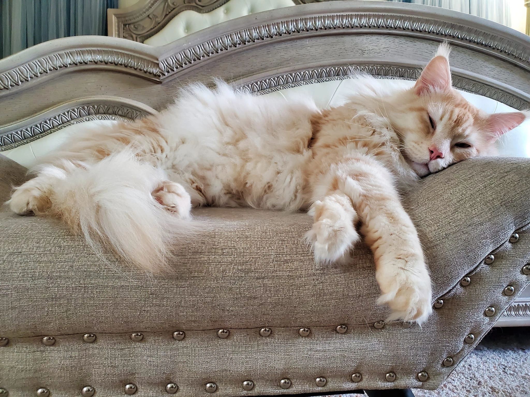 Purebred & Affordable Maine Coon Kittens For Sale